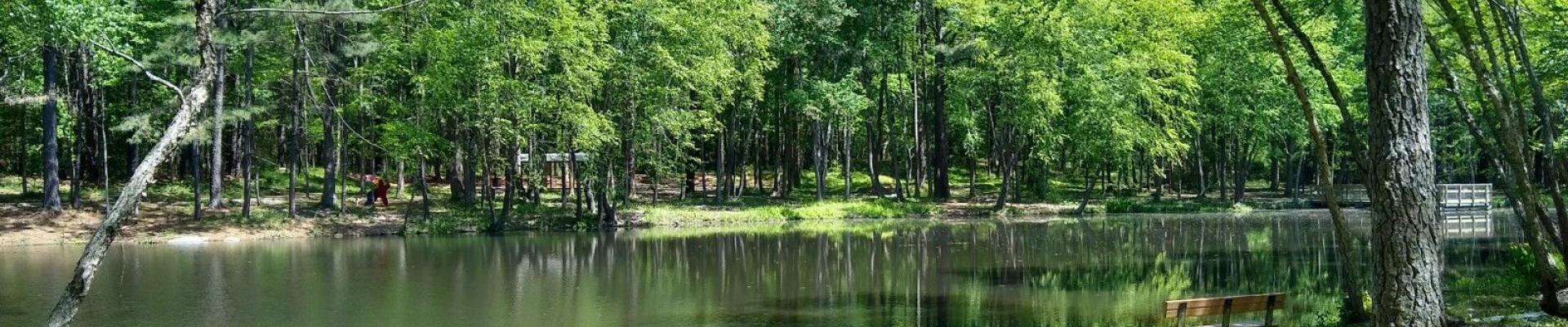 Pond surrounded by trees