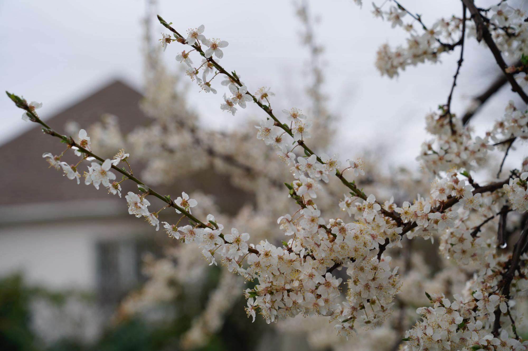 Dogwood flowers