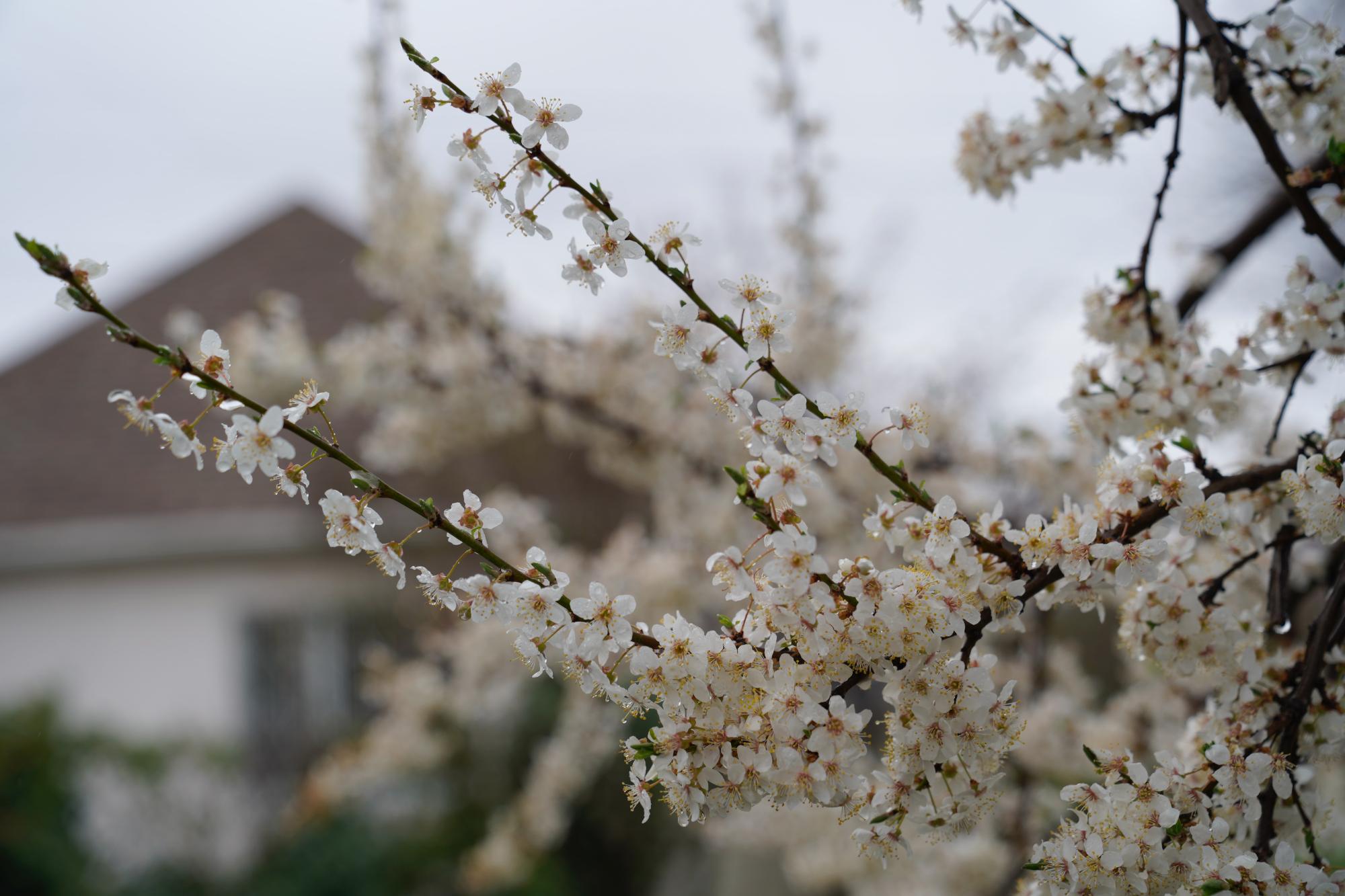 Dogwood flowers