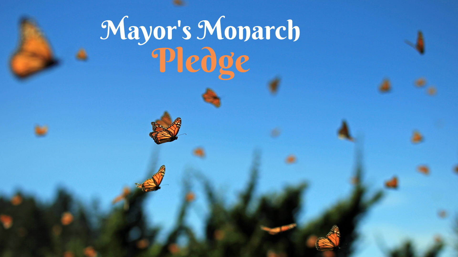 Mayors Monarch