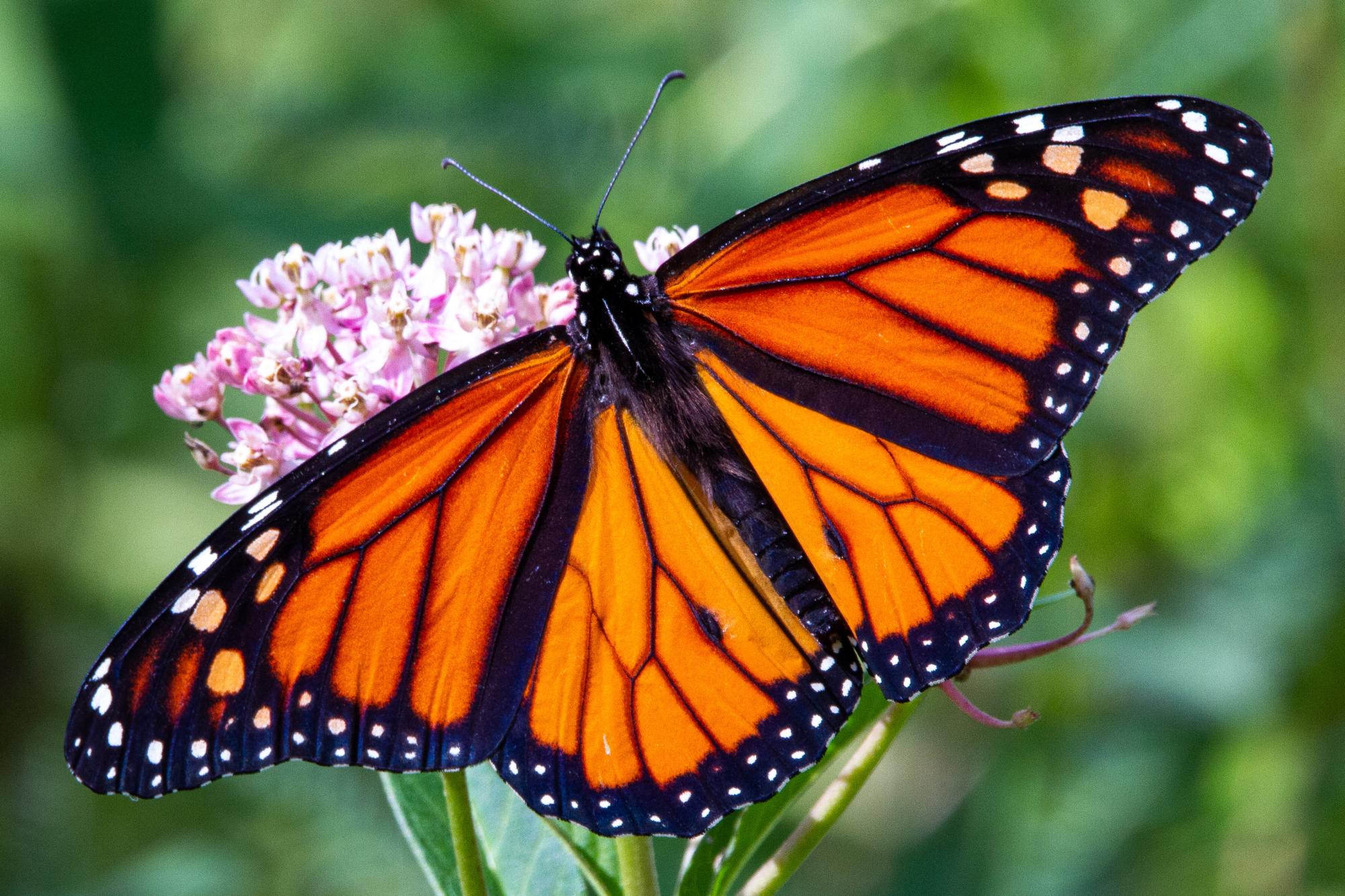 Monarch butterfly