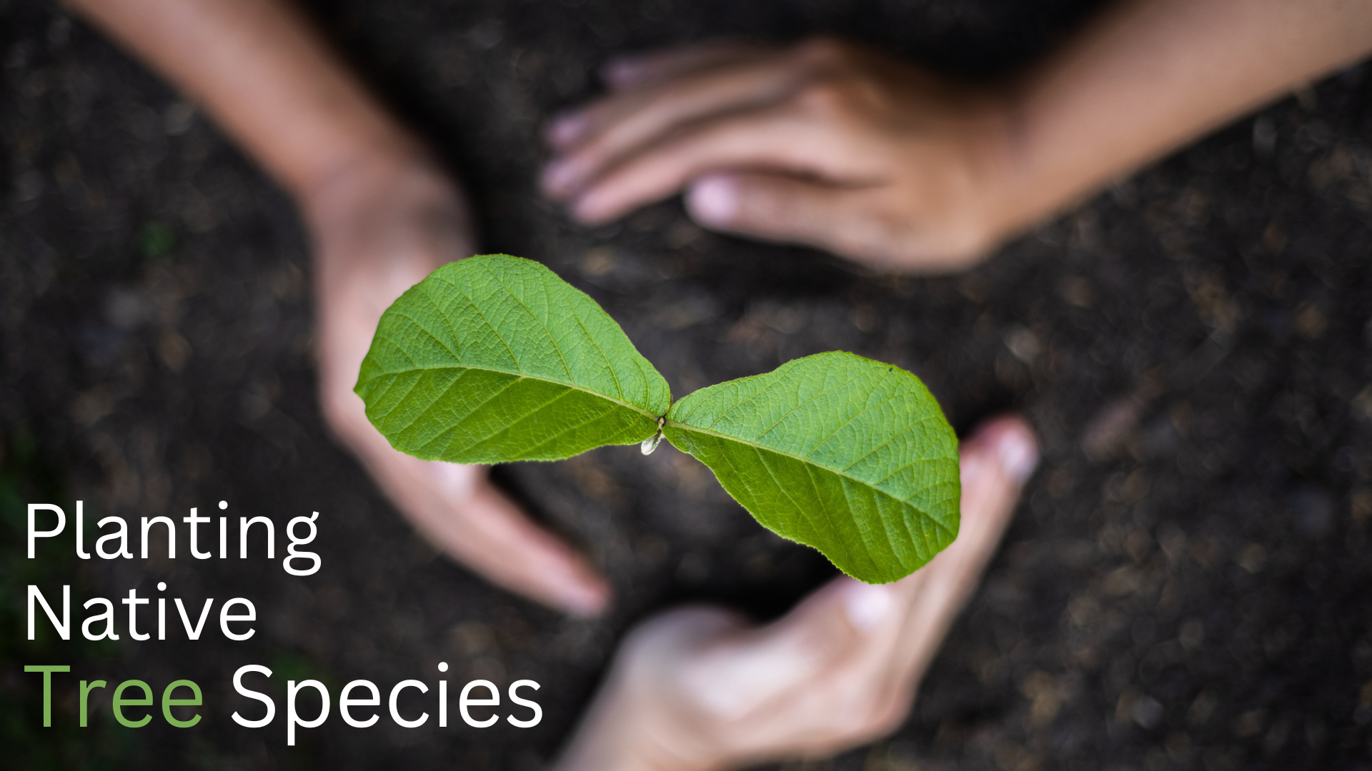 Planting Native Tree Species