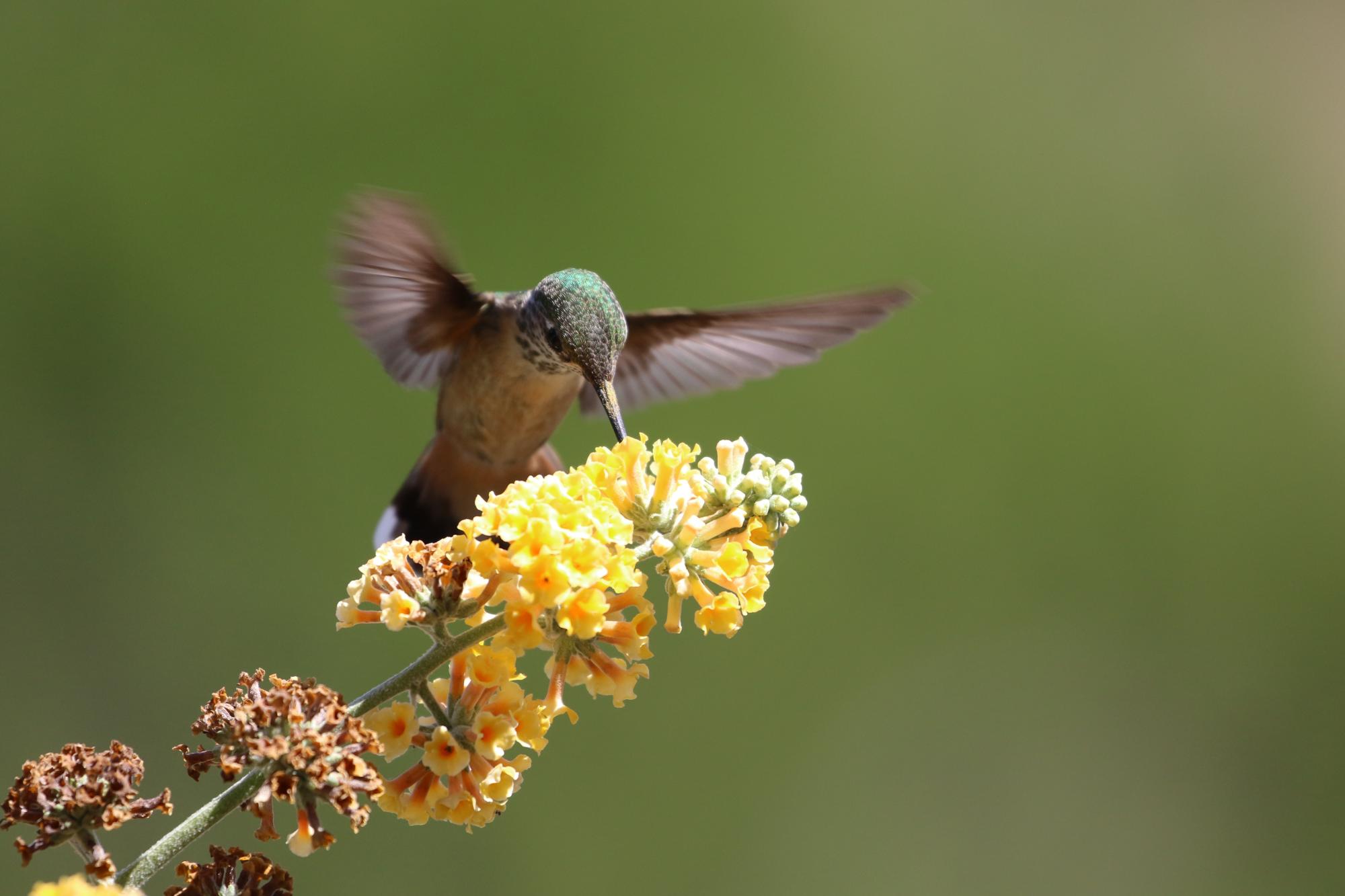 Humming bird